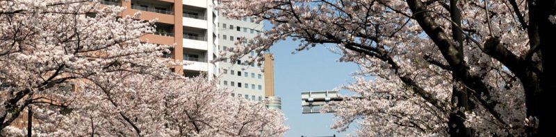 ヨガスタジオ周辺の桜